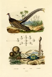 Argus Pheasant